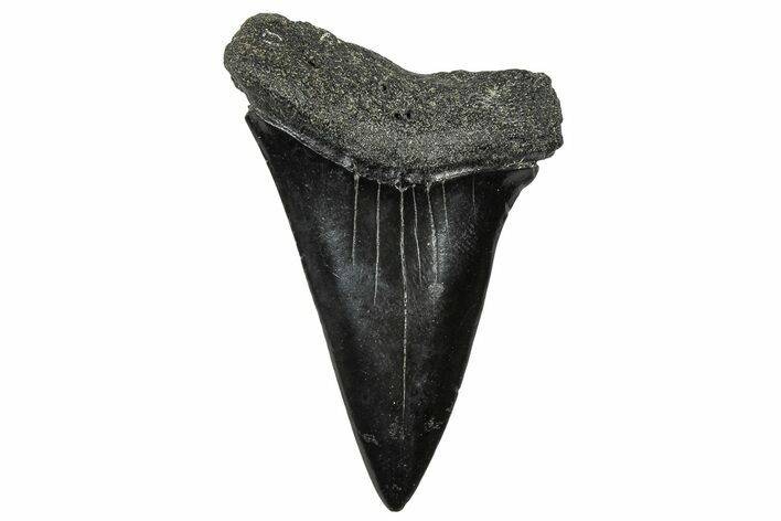 Fossil Broad-Toothed Mako Tooth - South Carolina #302062